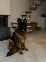 vom Trojangold, hodowla Owczarków Niemieckich Długowłosych