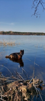 vom Trojangold, hodowla Owczarków Niemieckich Długowłosych