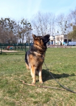 vom Trojangold, hodowla Owczarków Niemieckich Długowłosych