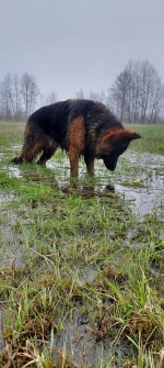 vom Trojangold, hodowla Owczarków Niemieckich Długowłosych