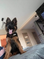 vom Trojangold, hodowla Owczarków Niemieckich Długowłosych