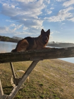 vom Trojangold, hodowla Owczarków Niemieckich Długowłosych