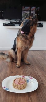 vom Trojangold, hodowla Owczarków Niemieckich Długowłosych