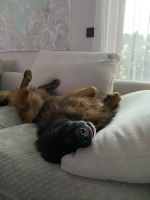 vom Trojangold, hodowla Owczarków Niemieckich Długowłosych