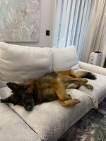 vom Trojangold, hodowla Owczarków Niemieckich Długowłosych