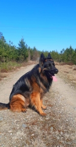 vom Trojangold, hodowla Owczarków Niemieckich Długowłosych