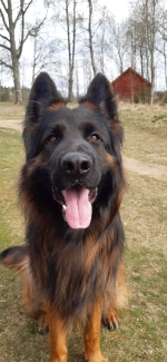 vom Trojangold, hodowla Owczarków Niemieckich Długowłosych