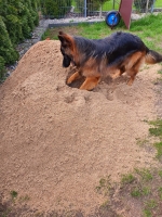 vom Trojangold, hodowla Owczarków Niemieckich Długowłosych