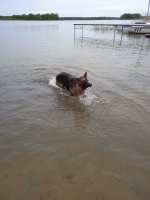 vom Trojangold, hodowla Owczarków Niemieckich Długowłosych