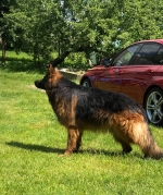 vom Trojangold, hodowla Owczarków Niemieckich Długowłosych