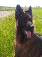 vom Trojangold, hodowla Owczarków Niemieckich Długowłosych