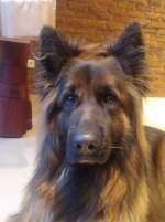 vom Trojangold, hodowla Owczarków Niemieckich Długowłosych