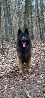 vom Trojangold, hodowla Owczarków Niemieckich Długowłosych