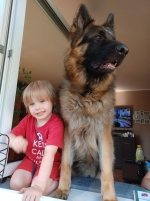 vom Trojangold, hodowla Owczarków Niemieckich Długowłosych