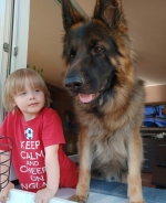 vom Trojangold, hodowla Owczarków Niemieckich Długowłosych