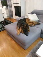 vom Trojangold, hodowla Owczarków Niemieckich Długowłosych