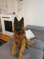 vom Trojangold, hodowla Owczarków Niemieckich Długowłosych