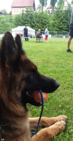 vom Trojangold, hodowla Owczarków Niemieckich Długowłosych