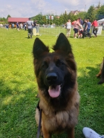 vom Trojangold, hodowla Owczarków Niemieckich Długowłosych