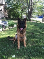 vom Trojangold, hodowla Owczarków Niemieckich Długowłosych