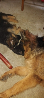 vom Trojangold, hodowla Owczarków Niemieckich Długowłosych