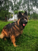 vom Trojangold, hodowla Owczarków Niemieckich Długowłosych