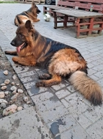 vom Trojangold, hodowla Owczarków Niemieckich Długowłosych