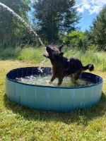 vom Trojangold, hodowla Owczarków Niemieckich Długowłosych