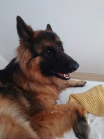 vom Trojangold, hodowla Owczarków Niemieckich Długowłosych