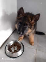 vom Trojangold, hodowla Owczarków Niemieckich Długowłosych