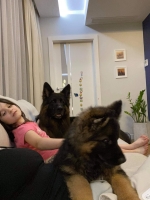 vom Trojangold, hodowla Owczarków Niemieckich Długowłosych