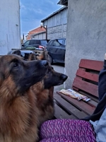 vom Trojangold, hodowla Owczarków Niemieckich Długowłosych