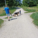 vom Trojangold, hodowla Owczarków Niemieckich Długowłosych