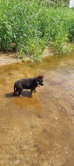 vom Trojangold, hodowla Owczarków Niemieckich Długowłosych