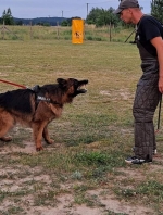 vom Trojangold, hodowla Owczarków Niemieckich Długowłosych