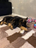 vom Trojangold, hodowla Owczarków Niemieckich Długowłosych