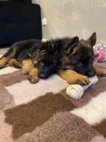 vom Trojangold, hodowla Owczarków Niemieckich Długowłosych