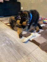 vom Trojangold, hodowla Owczarków Niemieckich Długowłosych