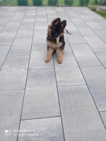 vom Trojangold, hodowla Owczarków Niemieckich Długowłosych