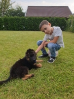 vom Trojangold, hodowla Owczarków Niemieckich Długowłosych