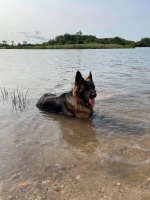 vom Trojangold, hodowla Owczarków Niemieckich Długowłosych