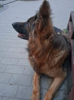 vom Trojangold, hodowla Owczarków Niemieckich Długowłosych