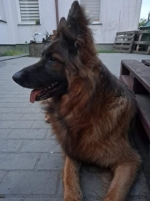 vom Trojangold, hodowla Owczarków Niemieckich Długowłosych