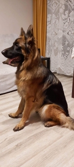 vom Trojangold, hodowla Owczarków Niemieckich Długowłosych