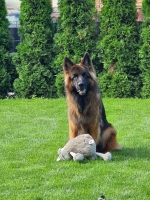 vom Trojangold, hodowla Owczarków Niemieckich Długowłosych