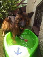 vom Trojangold, hodowla Owczarków Niemieckich Długowłosych