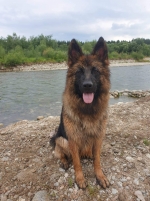 vom Trojangold, hodowla Owczarków Niemieckich Długowłosych