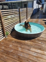 vom Trojangold, hodowla Owczarków Niemieckich Długowłosych