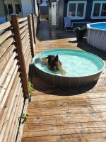 vom Trojangold, hodowla Owczarków Niemieckich Długowłosych