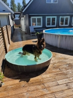 vom Trojangold, hodowla Owczarków Niemieckich Długowłosych